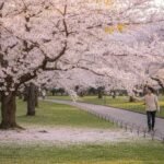 best place to visit sakura in japan